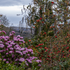 Garden-33