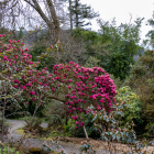 Garden-34
