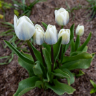 Garden04