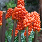Gardens1
