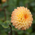 Gardens11