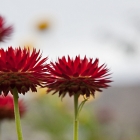 Gardens3