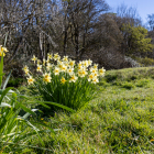 Islay-Woods_01