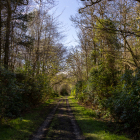 Islay-Woods_03