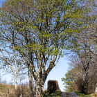 Islay-Woods_04