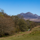 Islay-Woods_05