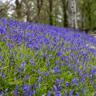 Islay-Woods_07