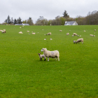 Islay-Woods_08